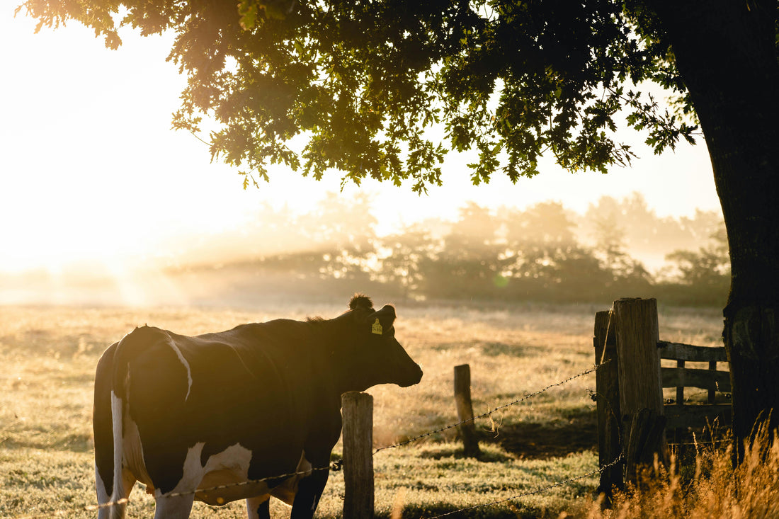 Why Regenerative Agriculture?