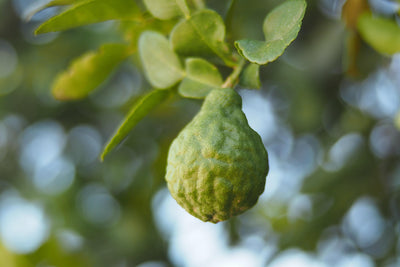 Bergamot Peel