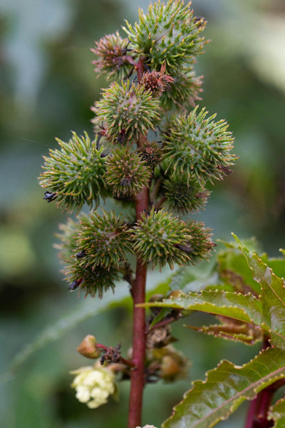 Castor Oil