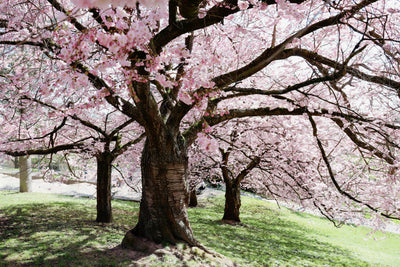 Cherry Wood