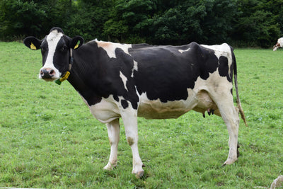 100% Grass-Fed Tallow