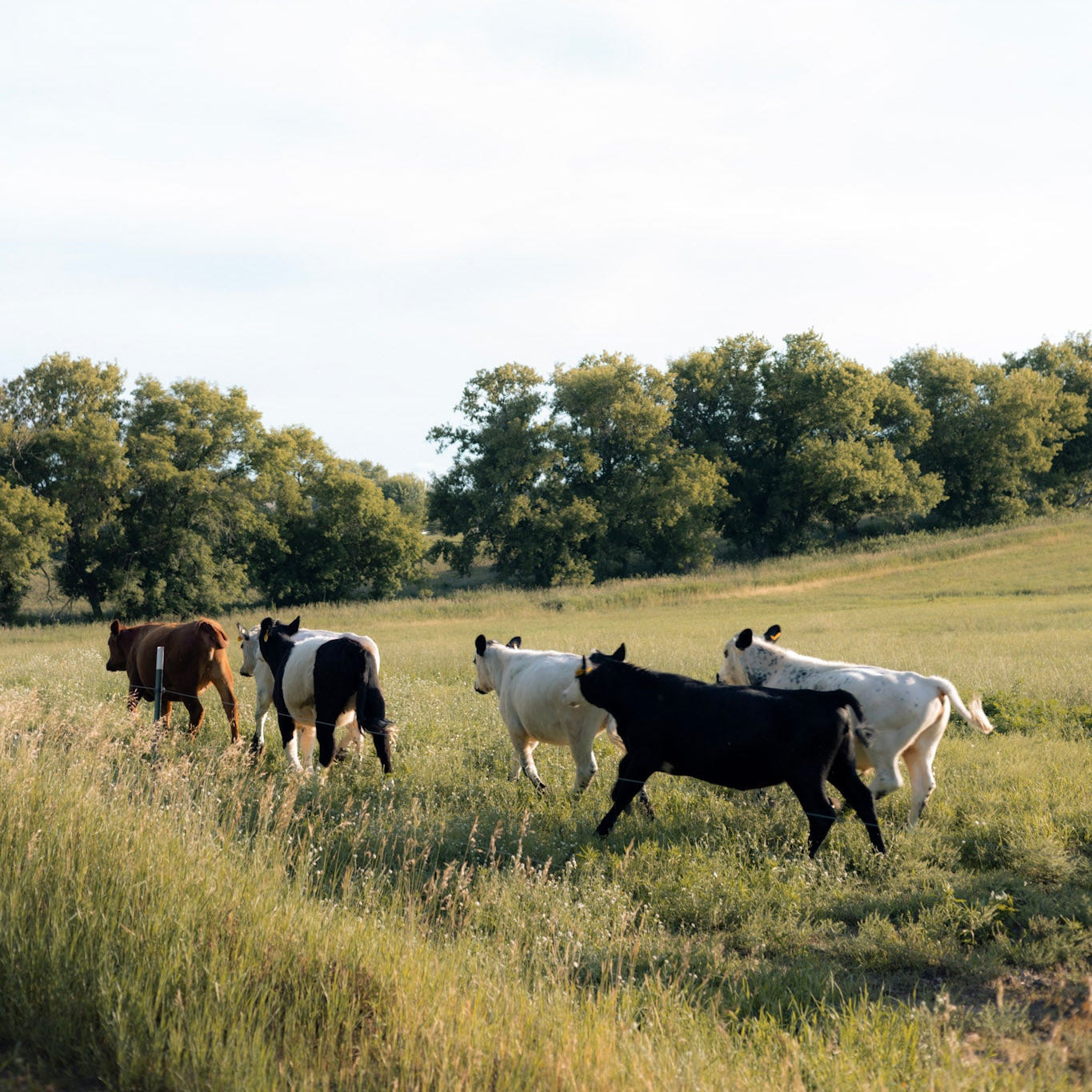 A herd of cows, including black, white, and brown animals, walking across a grassy field under a bright sky with trees in the background.