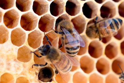 Beeswax