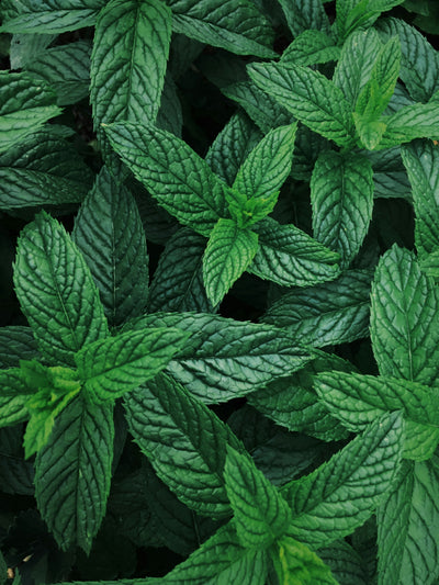 Peppermint
