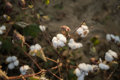 Cotton Wicks