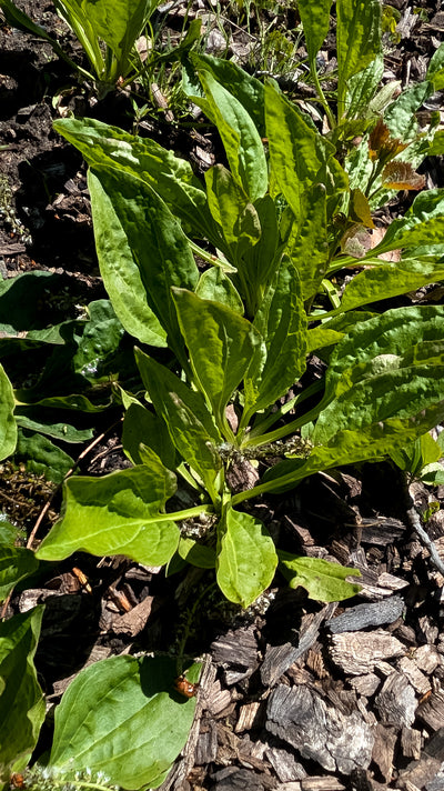 Plantain Leaf