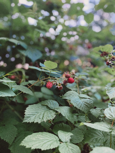Red Raspberry Leaf