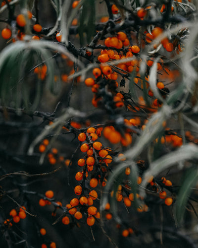 Seabuckthorn