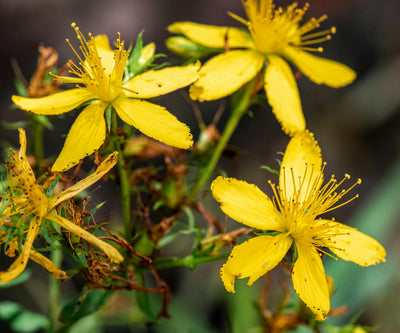 St. John's Wort