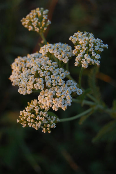 Yarrow